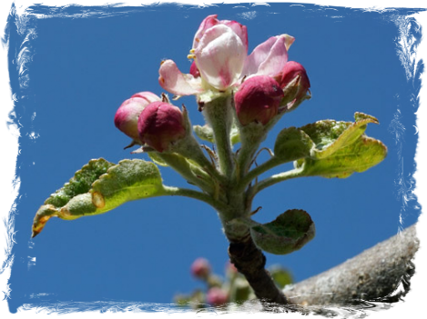 Apple Blossom, IV
