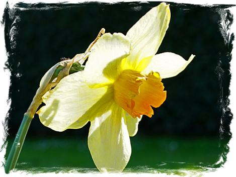 Daffodils, I
