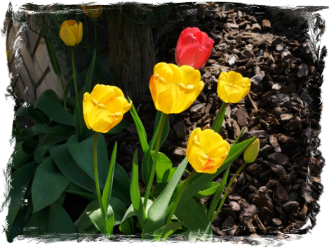 Tulips, II