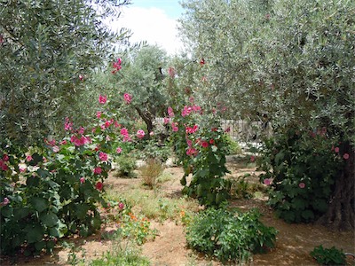 israel_gallery_2015_06_060.JPG