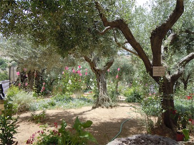 israel_gallery_2015_06_061.JPG