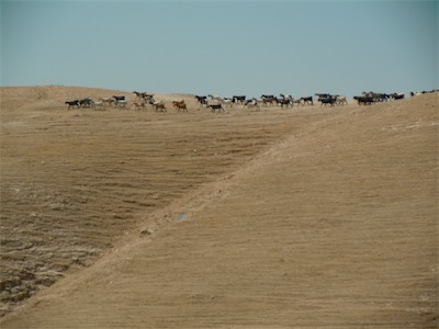 israel_gallery_2015_06_100.JPG