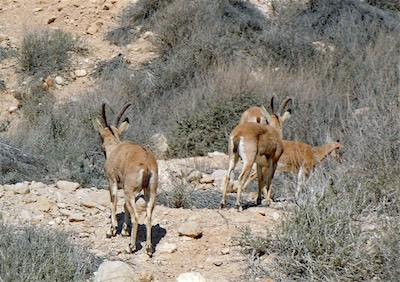 israel_gallery_2016_02_020.JPG