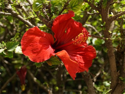 israel_IV_18_111.jpg