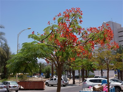 israel_V_18_273.jpg