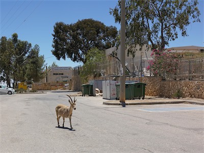 israel_V_18_356.jpg