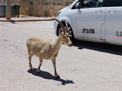 israel_V_18_357.jpg