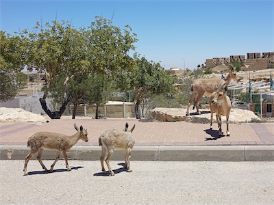 israel_V_18_358.jpg