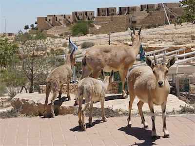 israel_V_18_359.jpg