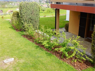 hornbeam_iv_2019_018.jpg