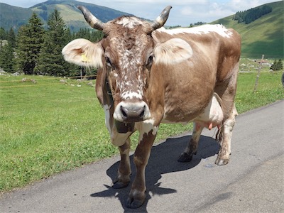 saentis_gallery_on_2019_traveling_014.JPG