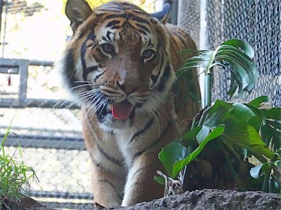 san_diego_zoo_gallery_on_2019_traveling_016.JPG