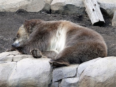 san_diego_zoo_gallery_on_2019_traveling_021.JPG