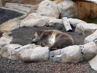 san_diego_zoo_gallery_on_2019_traveling_022.JPG