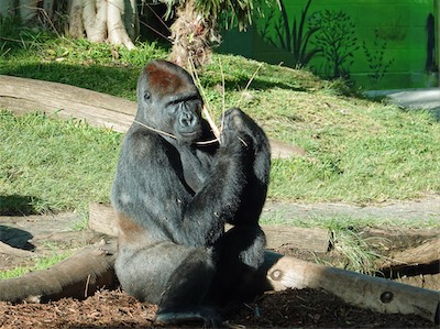 san_diego_zoo_gallery_on_2019_traveling_029.JPG