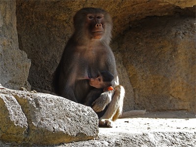 san_diego_zoo_gallery_on_2019_traveling_031.jpg
