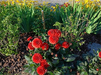 hibiscus_lane_2020_VII_008.JPG