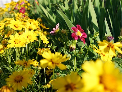 hibiscus_lane_2020_VII_021.JPG