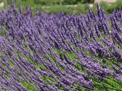 provence-alpes-côte d'azur_galery_2020_06_214.jpg