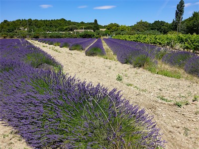 provence-alpes-côte d'azur_galery_2020_06_217.jpg