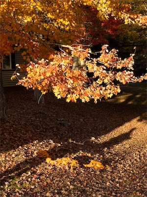 indian_summer_gallery_2023_051.jpg