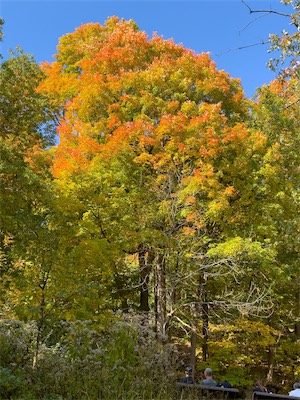 indian_summer_gallery_2023_101.jpg