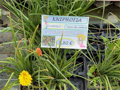 gardenflowers_gallery_2024_009.jpg