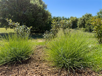 gardenflowers_smal_II_on_2024.jpg