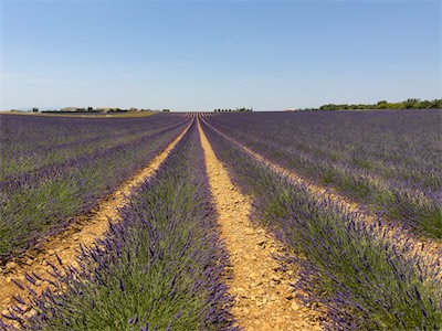 04210 Valensole, Lavender Field