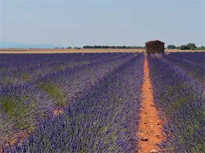 04210 Valensole, Lavender Field