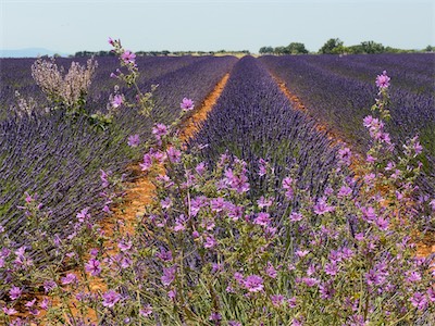 04210 Valensole, Lavender Field