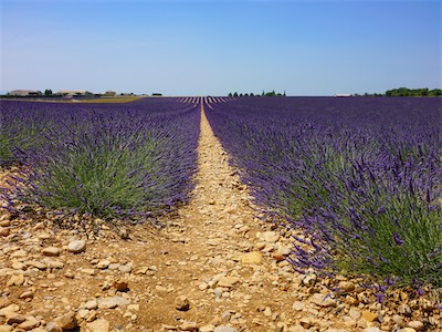 04210 Valensole, Lavender Field