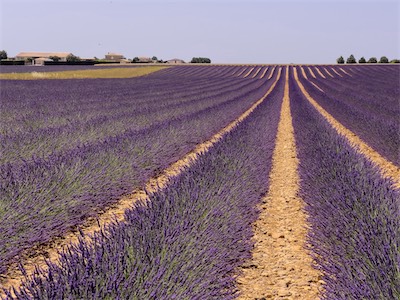 04210 Valensole, Lavender Field