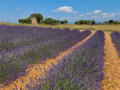 04210 Valensole, Lavender Field
