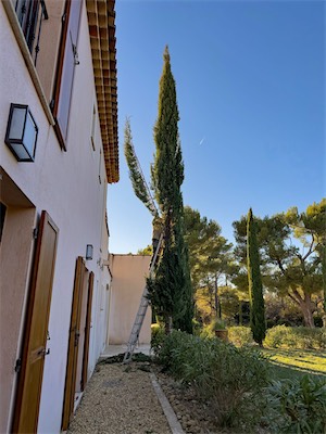cypress_trees_gallery_2025_014.jpg