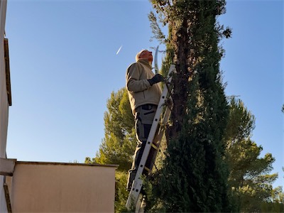 cypress_trees_gallery_2025_015.jpg