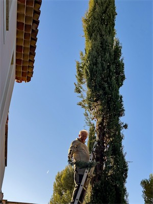 cypress_trees_gallery_2025_016.jpg