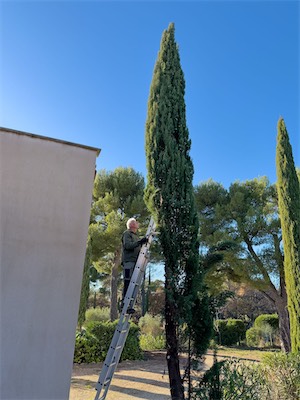 cypress_trees_gallery_2025_026.jpg
