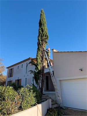 cypress_trees_gallery_2025_027.jpg