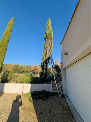 cypress_trees_gallery_2025_029.jpg