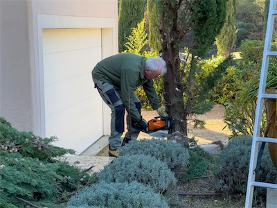 cypress_trees_gallery_2025_034.jpg