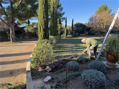 cypress_trees_gallery_2025_041.jpg