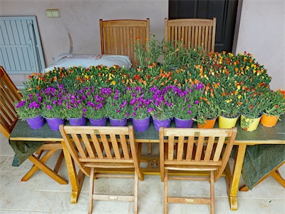 delosperma_gallery_2025_001.jpg
