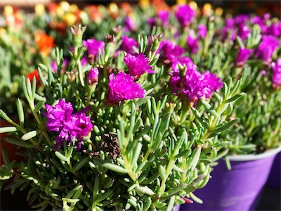 delosperma_gallery_2025_002.jpg