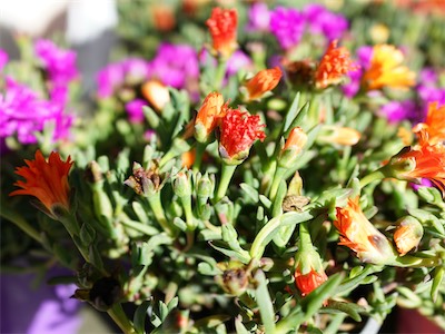 delosperma_gallery_2025_003.jpg