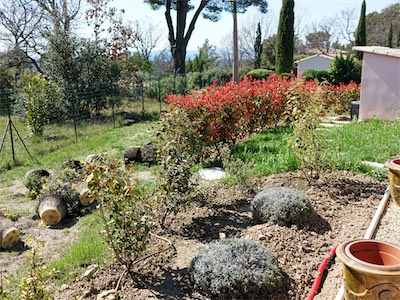 delosperma_gallery_2025_006.jpg
