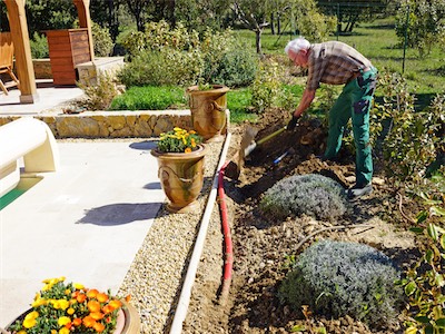 delosperma_gallery_2025_013.jpg