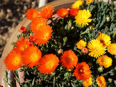 delosperma_gallery_2025_015.jpg