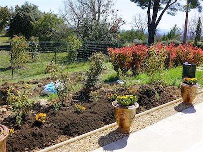 delosperma_gallery_2025_017.jpg