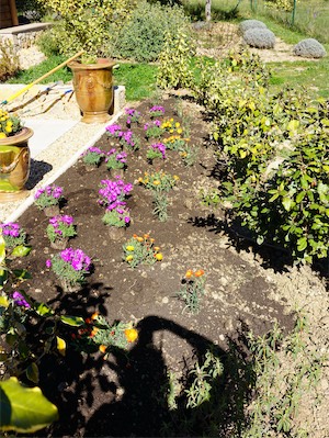 delosperma_gallery_2025_018.jpg